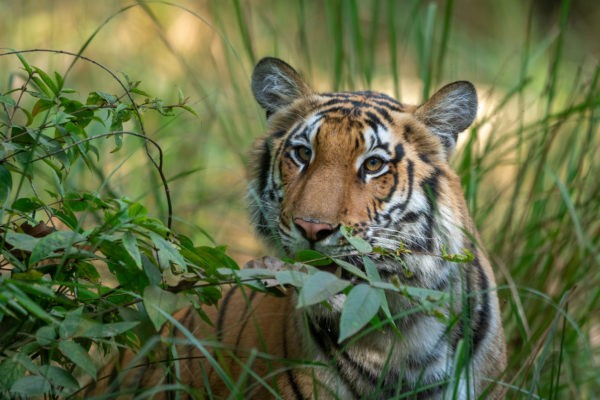 News at 9: Arunachal to get Northeast’s first-ever fish museum, Uttar Pradesh gets its 4th tiger reserve