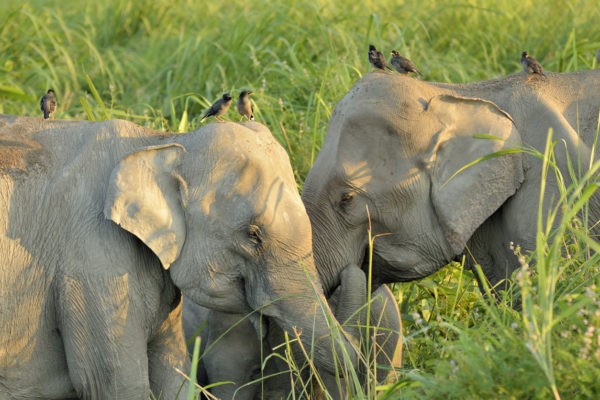 Kaziranga National Park Gaj Utsav 2023