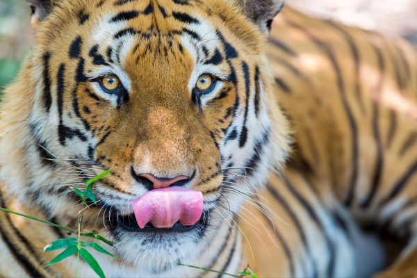 India's Best And New Tiger Reserves For Big Cat Sightings