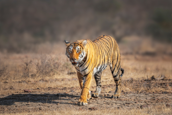 India gets its 54th tiger reserve in Rajasthan's Dholpur-Karauli