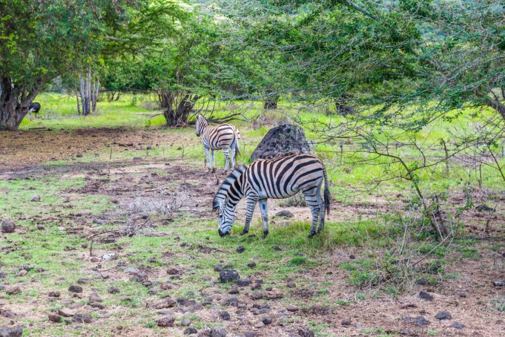 Casela Safari Park