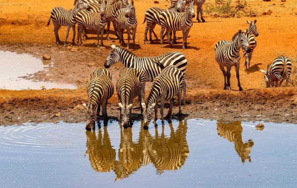 8 Day Kenya Tour to Nairobi and Maasai Mara