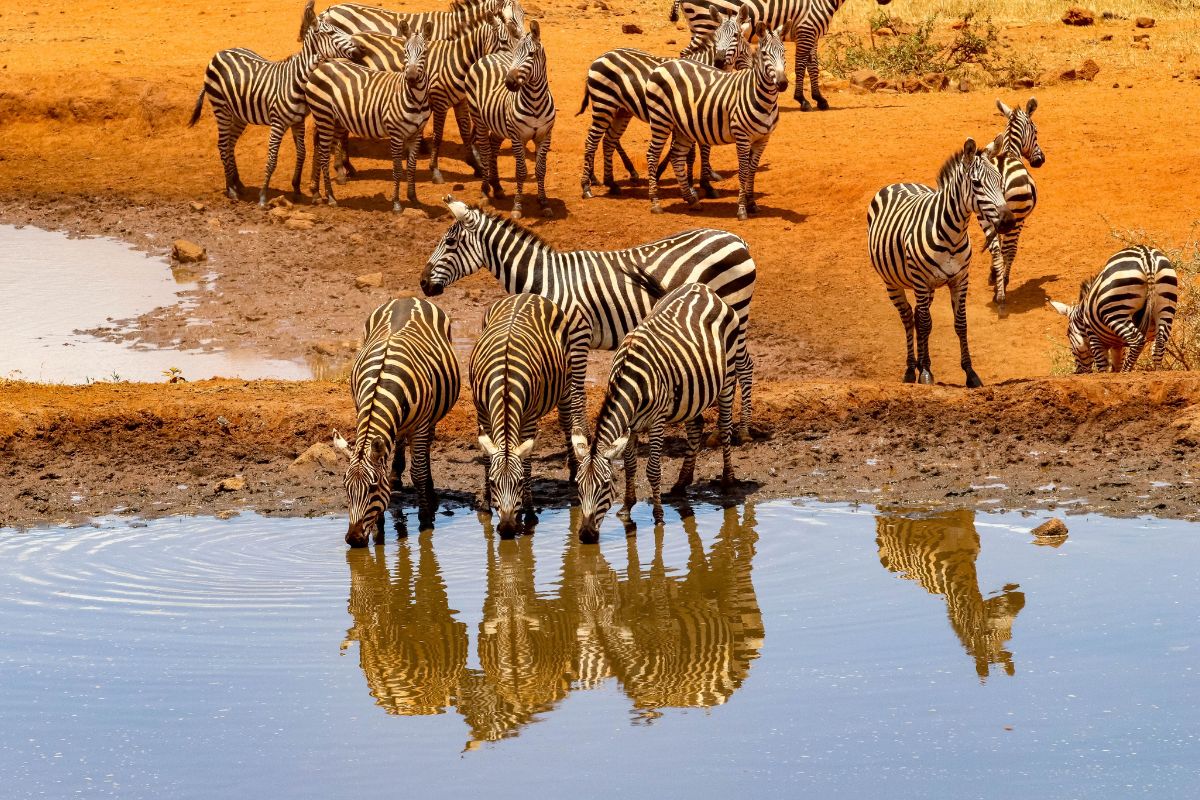 8 Day Kenya Tour to Nairobi and Maasai Mara