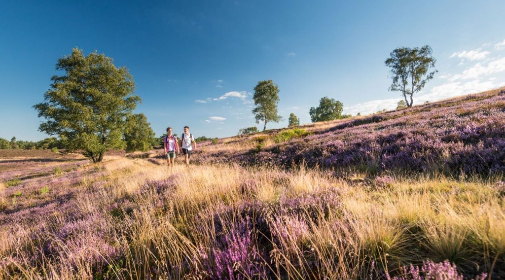 Lüneburger Heide Nature Park