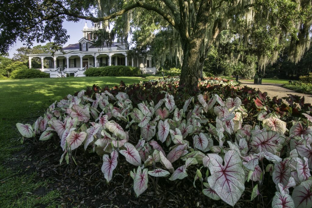 Rip Van Winkle Gardens is twenty five acres of semi-tropical gardens on Jefferson Island in Louisiana. The grounds include The Joseph Jefferson Mansion which was built in the early 1870's.