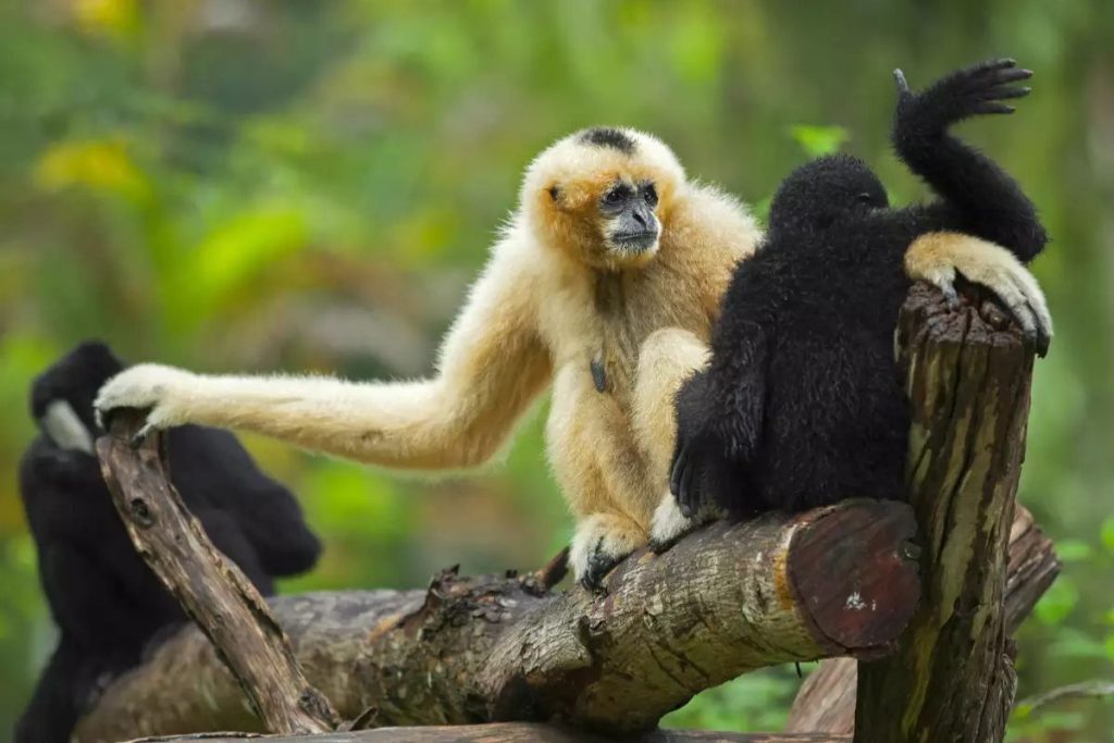 Langur Spotting At Dachigam National Park