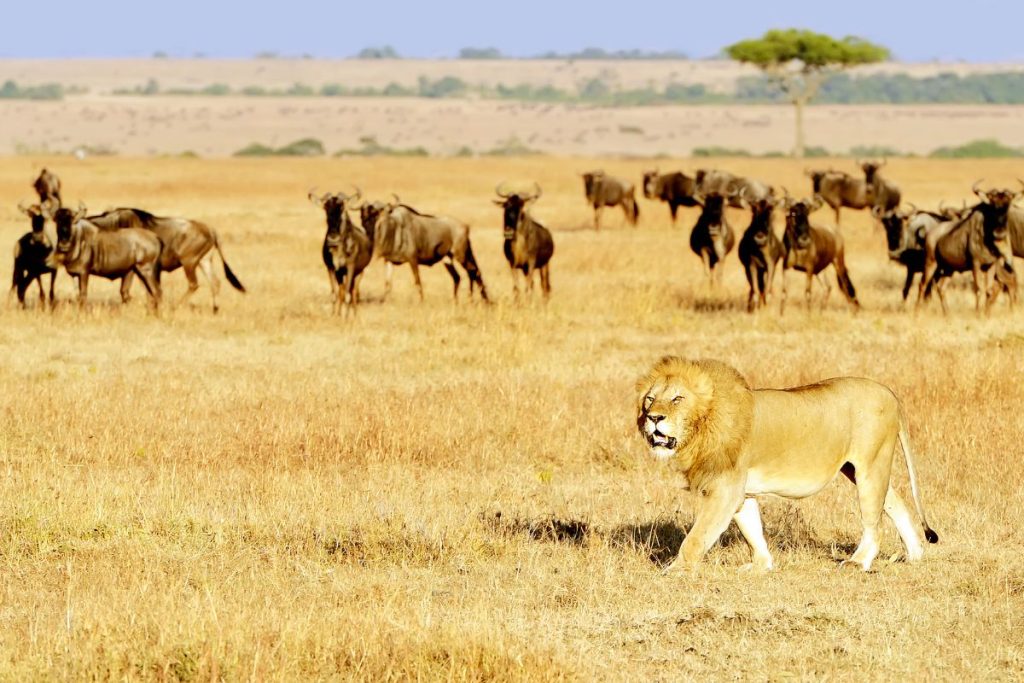 Masai Mara