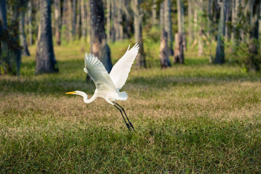 Creole Nature Trail