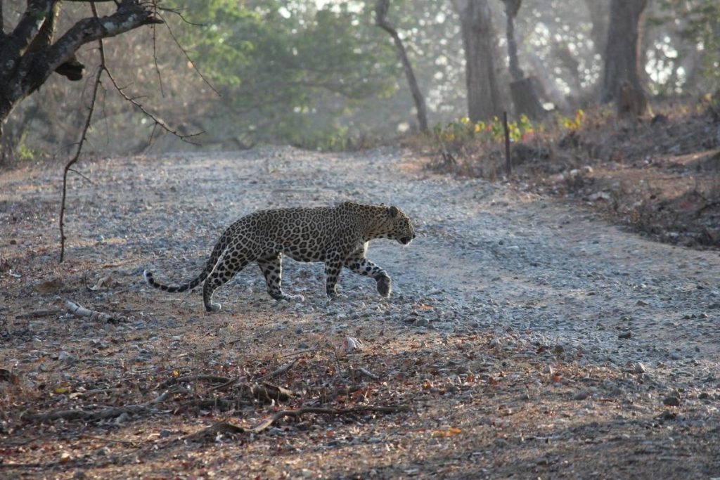 sanjay gandhi national park